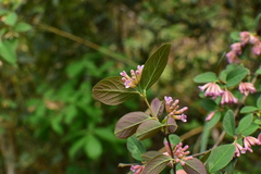 Wikstroemia monnula