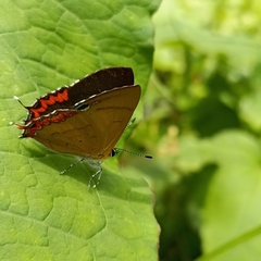 Heliophorus brahma