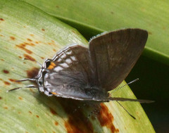 Hypolycaena philippus