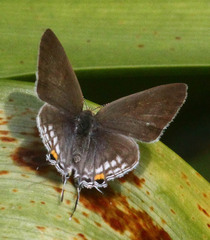 Hypolycaena philippus