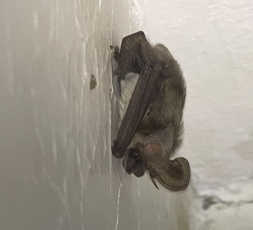 Gaisler's Big-eared Bat