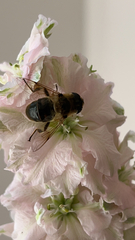 Eristalis tenax