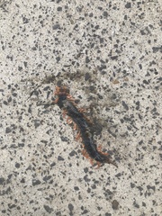 Scolopendra mutilans