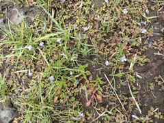 Lindernia rotundifolia