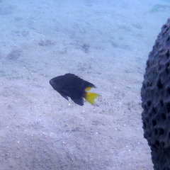Neopomacentrus violascens