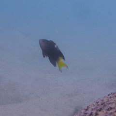 Neopomacentrus violascens