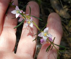 Boronia pilosa