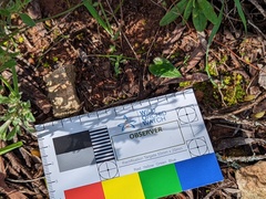 Eriochilus collinus sericeus