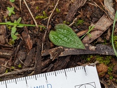 Eriochilus collinus sericeus