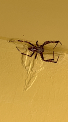Araneinae