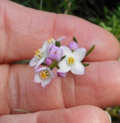 Boronia pilosa