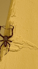 Araneinae
