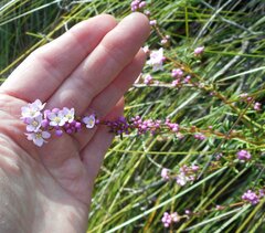 Boronia pilosa