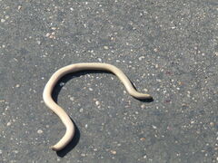 Afrotyphlops schlegelii