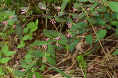 Wikstroemia monnula