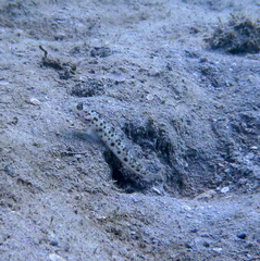 Vanderhorstia ornatissima