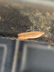 Mesophleps adustipennis