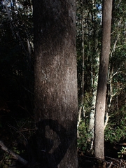 Eucalyptus baueriana