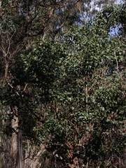 Eucalyptus baueriana