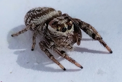 Opisthoncus serratofasciatus