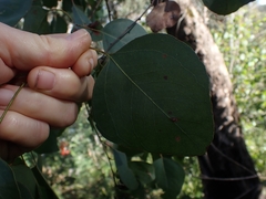 Eucalyptus baueriana
