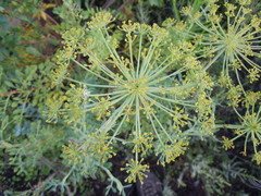 Notobubon laevigatum
