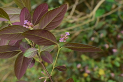 Wikstroemia monnula