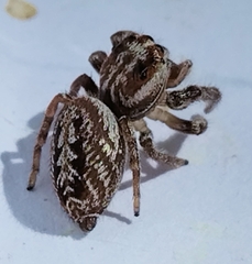 Opisthoncus serratofasciatus