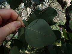 Eucalyptus baueriana