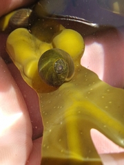 Littorina obtusata