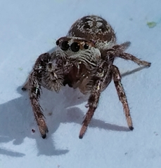 Opisthoncus serratofasciatus