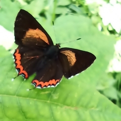 Heliophorus brahma