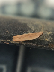 Mesophleps adustipennis