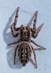 Opisthoncus serratofasciatus