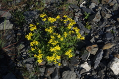 Senecio leucanthemifolius caucasicus