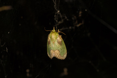 Parasa pastoralis