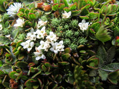 Kelleria croizatii