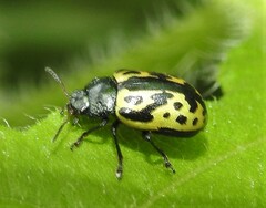 Zygogramma signatipennis