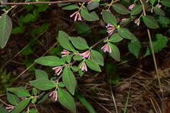 Wikstroemia monnula