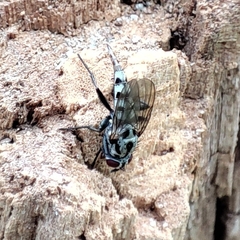Eustalomyia hilaris