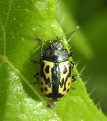 Zygogramma signatipennis