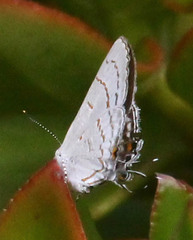 Hypolycaena philippus