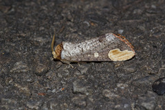 Phalera angustipennis