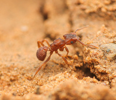 Cyphomyrmex flavidus