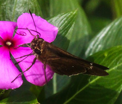 Torbenlarsenia gemella