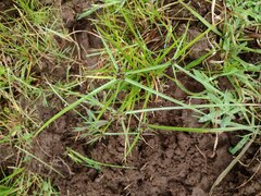 Cyperus sanguinolentus