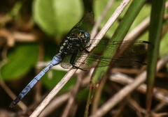 Orthetrum julia
