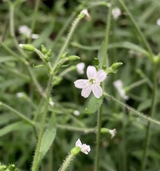 Cerastium takasagomontanum