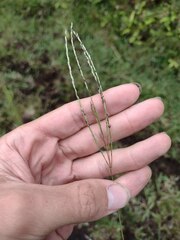 Digitaria eriostachya