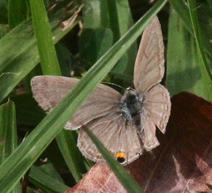 Euchrysops malathana